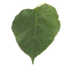 leaf collection isolated on white background