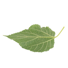 leaf collection isolated on white background