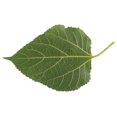 leaf collection isolated on white background