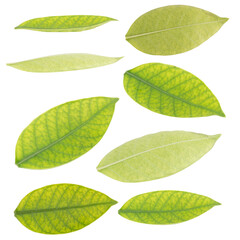 leaf collection isolated on white background