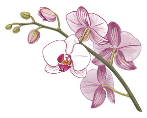 Create a bold, vector illustration of a vibrant orchid flower, emphasizing thick, dark outlines and rich color gradients. © adobe1 stock