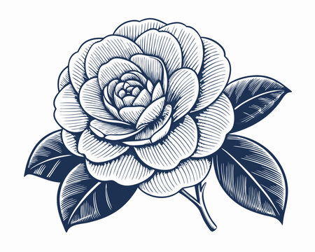 Create a bold, vector illustration of a single camellia flower with thick, defined strokes.  High detail, vibrant color.