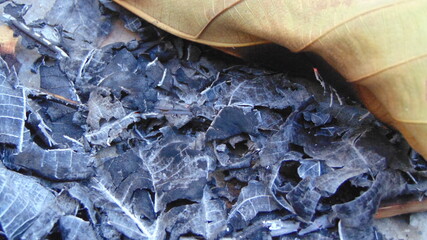 burnt dry teak leaves have become ashes