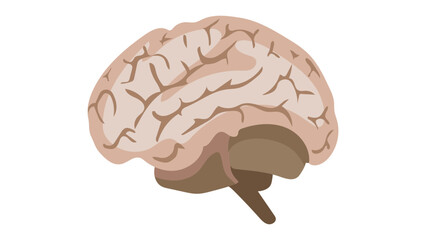 human brain isolated on white background