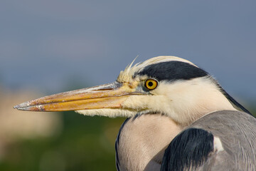 grey heron on the blurred background close-up