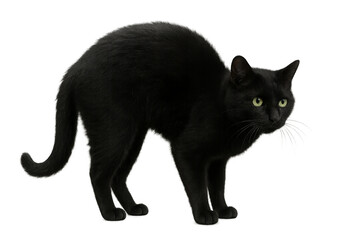 Black cat arching its back on transparent background