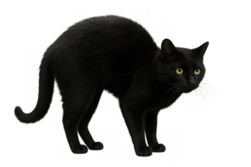 Black cat arching its back on transparent background