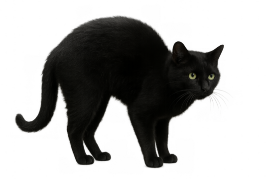 Black cat arching its back on transparent background