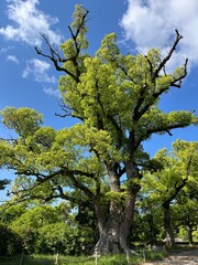 和歌山城の大楠