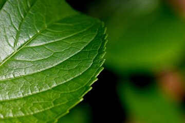 Close up of a leaf and it's veiny structure