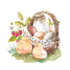 Yellow chickens, Wicker basket with fresh eggs and bottle of milk on green lawn with raspberry branches and leaves hand drawn watercolor illustration isolated on white background. Rustic, farm clipart