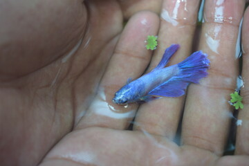 A small, vibrant blue and purple betta fish is gently held in a human hand, surrounded by shallow...
