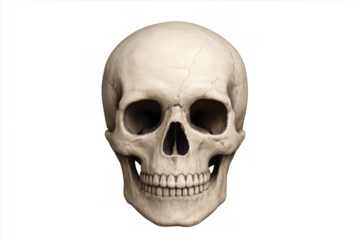 Human skull facing forward on transparent background