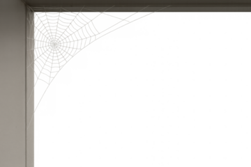 Spider web hanging in corner of window frame with transparent background