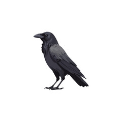 Fototapeta premium crow