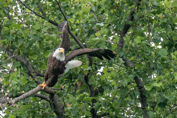 An adult bald eagle takes flight from a tree branch