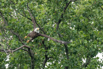 An adult bald eagle takes flight from a tree branch