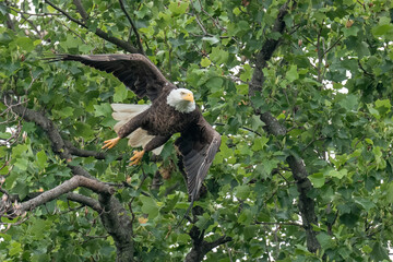 An adult bald eagle takes flight from a tree branch