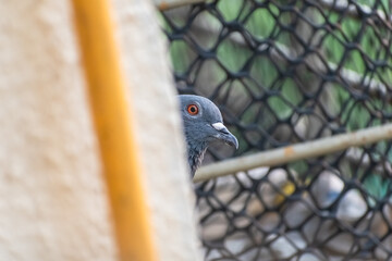 A pigeon peers out from behind a barrier, its vivid red eye contrasting with the muted tones of the...