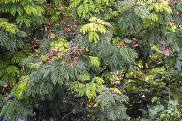 Dense, vibrant foliage showcases a mixture of lush green leaves with splashes of red and yellow, indicating seasonal changes in a tropical garden.
