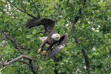 An adult bald eagle takes flight from a tree branch