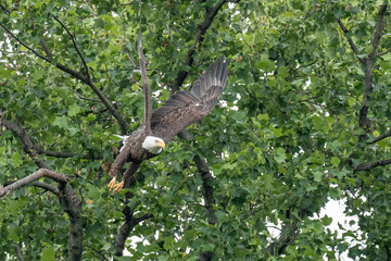 An adult bald eagle takes flight from a tree branch