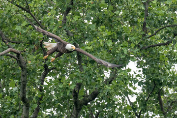 An adult bald eagle takes flight from a tree branch