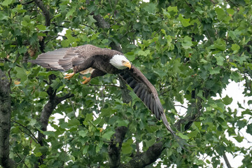 An adult bald eagle takes flight from a tree branch