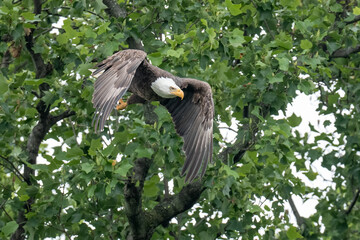 An adult bald eagle takes flight from a tree branch