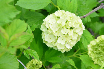 Close-up of a beautiful snowball viburnum flower in full bloom with green leaves