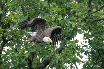 An adult bald eagle takes flight from a tree branch