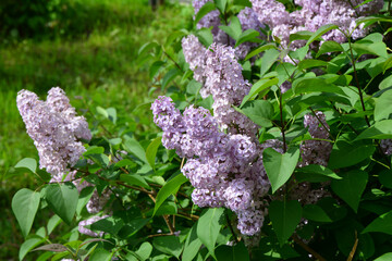 Obraz premium Close-up of a Blooming Lilac Bush in Springtime