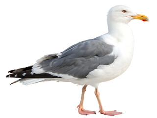 Obraz premium A side view of a seagull with white and gray feathers standing against a white background in full view