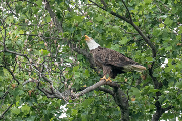 A perched adult bald eagle puts its head back and screams at its partner