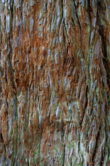 The bark of a coastal redwood tree in New Zealand.