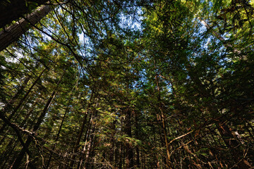 Fototapeta premium Coastal Redwood trees in a New Zealand forest.
