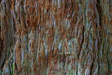 Close up of the bark of a Coastal Redwood tree.