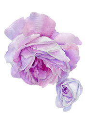 Watercolor seamless pattern. Watercolor roses, hand drawn floral illustration, isolated pink flowers.