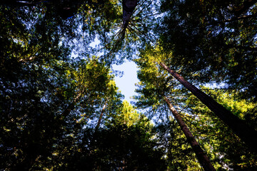 Up the trunks of tall, slender Coastal Redwood trees.
