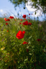 Obraz premium poppy, field, flower, red, summer, nature, flowers, meadow, spring, poppies, plant, bloom, beauty, grass, garden, blossom, sky, rural, sun, color, beautiful, flora, wild, landscape, season, red, summe
