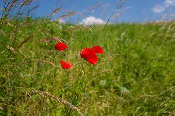 poppy, field, flower, red, summer, nature, flowers, meadow, spring, poppies, plant, bloom, beauty,...