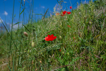 poppy, field, flower, red, summer, nature, flowers, meadow, spring, poppies, plant, bloom, beauty,...