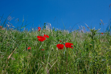 poppy, field, flower, red, summer, nature, flowers, meadow, spring, poppies, plant, bloom, beauty,...