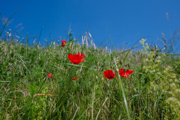 poppy, field, flower, red, summer, nature, flowers, meadow, spring, poppies, plant, bloom, beauty, grass, garden, blossom, sky, rural, sun, color, beautiful, flora, wild, landscape, season, red, summe