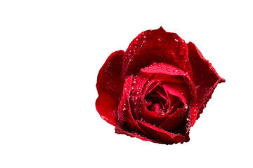 red rose with water drops, png file