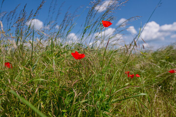 poppy, field, flower, red, summer, nature, flowers, meadow, spring, poppies, plant, bloom, beauty,...