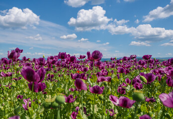 poppy, field, flower, red, summer, nature, flowers, meadow, spring, poppies, plant, bloom, beauty, grass, garden, blossom, sky, rural, sun, color, beautiful, flora, wild, landscape, season, red, summe