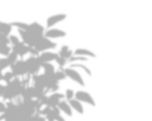 Naturel branch leaf overlay shadow effect  on isolated transparent background, Sun light reflection leaf shadow on blur background for design elements