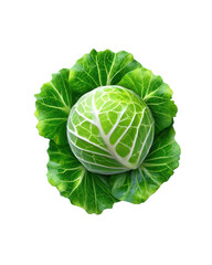 Fototapeta premium Green Cabbage with Fresh Leaves on White Background