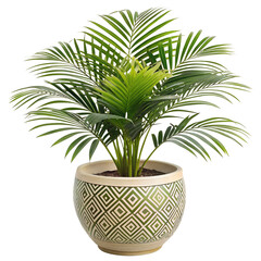 Obraz premium Tropical palm in boho ceramic pot with engraved design